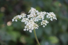 Heracleum sphondylium