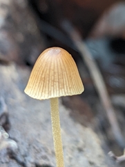 Conocybe macrospora