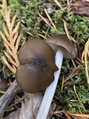 Entoloma hirtipes