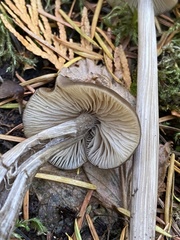 Entoloma hirtipes