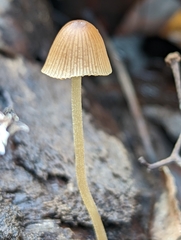 Conocybe macrospora