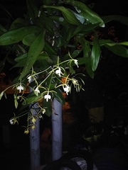Epidendrum leucochilum