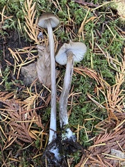 Entoloma hirtipes