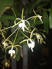 Epidendrum leucochilum