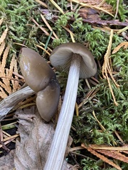 Entoloma hirtipes