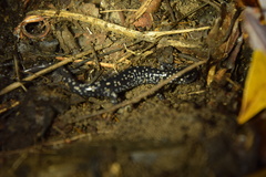 Plethodon kentucki