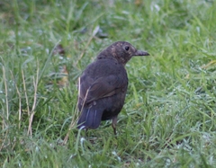Turdus merula