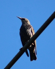 Sturnus vulgaris