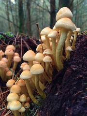 Hypholoma fasciculare