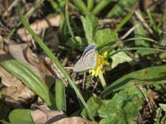 Polyommatus icarus