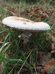 Macrolepiota procera