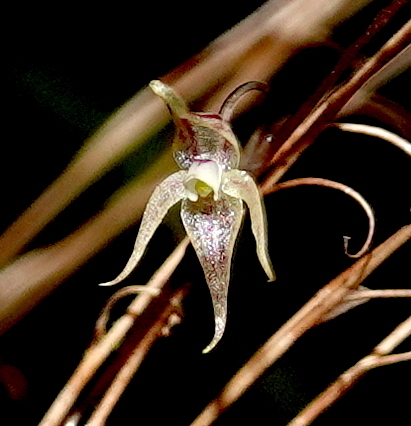Pleurothallis languida