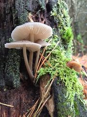 Mycena galericulata