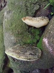 Rigidoporus ulmarius