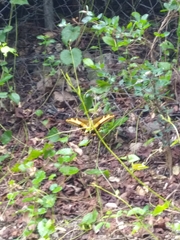 Heraclides andraemon