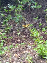 Heraclides andraemon