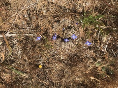 Heliophila macowaniana
