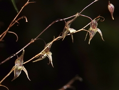Pleurothallis languida