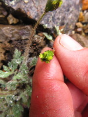 Papaver radicatum kluanense