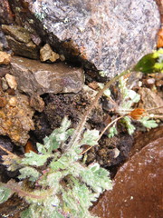 Papaver radicatum kluanense