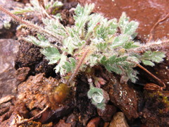 Papaver radicatum kluanense