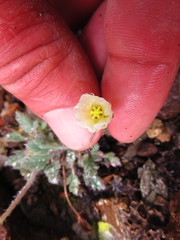 Papaver radicatum kluanense