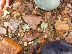 Papaver radicatum kluanense