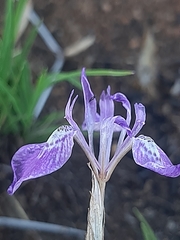Moraea simulans