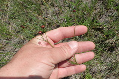 Thelesperma flavodiscum