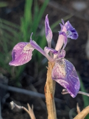 Moraea simulans