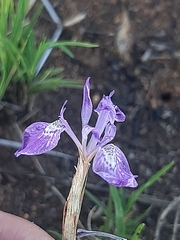 Moraea simulans