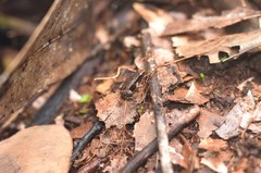 Sechellophryne gardineri