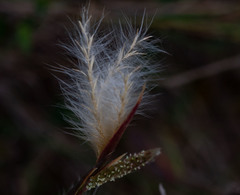 Andropogon leucostachyus