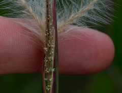 Andropogon leucostachyus