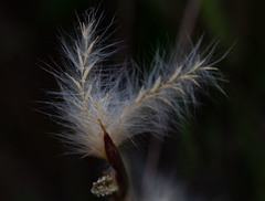 Andropogon leucostachyus