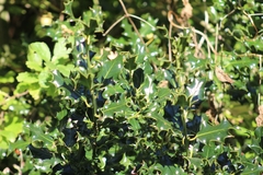 Ilex aquifolium