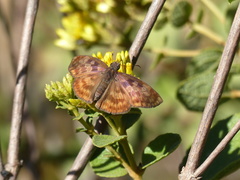 Anastrus sempiternus