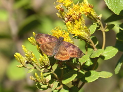 Anastrus sempiternus