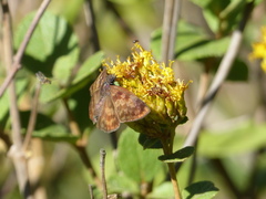 Anastrus sempiternus