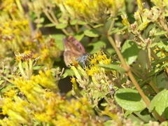 Anastrus sempiternus