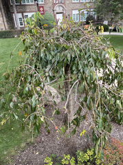 Magnoliopsida