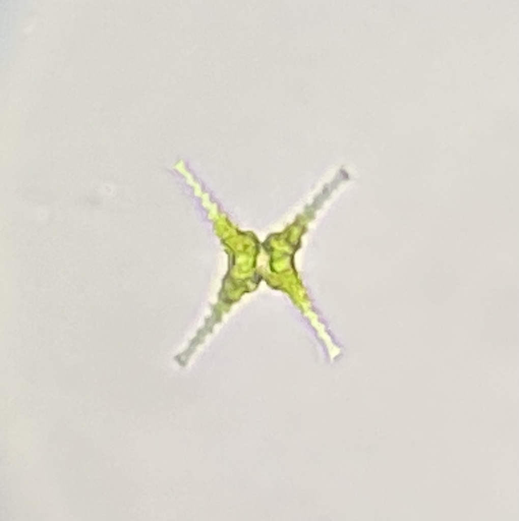 Staurastrum tetracerum