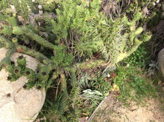 Austrocylindropuntia