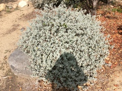 Brickellia nevinii