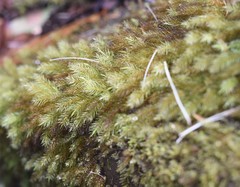 Pyrrhobryum spiniforme