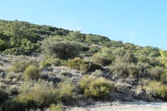 Chrysojasminum fruticans