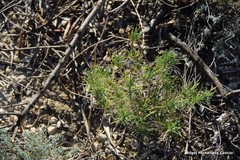 Plantago sempervirens