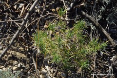 Plantago sempervirens