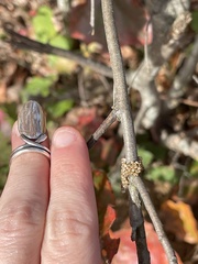 Hemileuca maia maia