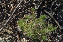 Plantago sempervirens